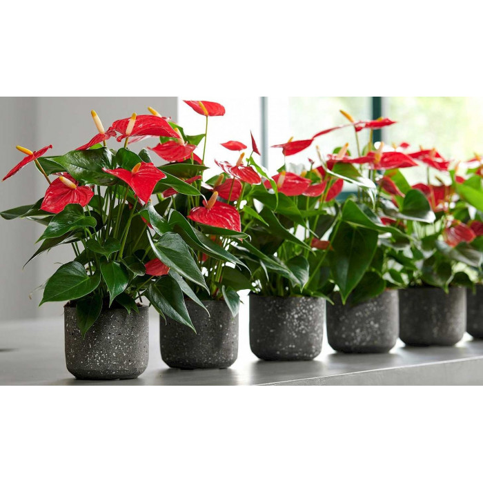 Антуриумы в Сарканде