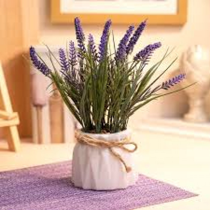 Лаванда в Сарканде