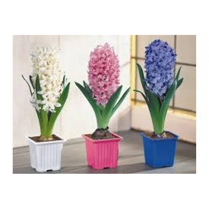 Гиацинты в Сарканде