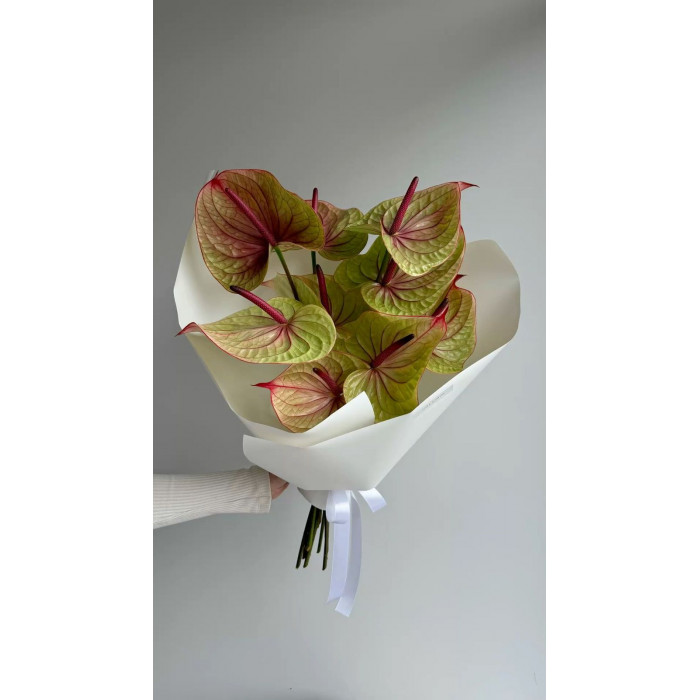 Антуриумы в Сарканде