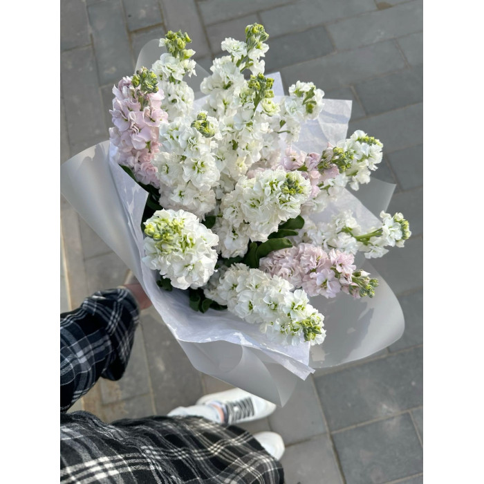 Маттиола в Сарканде