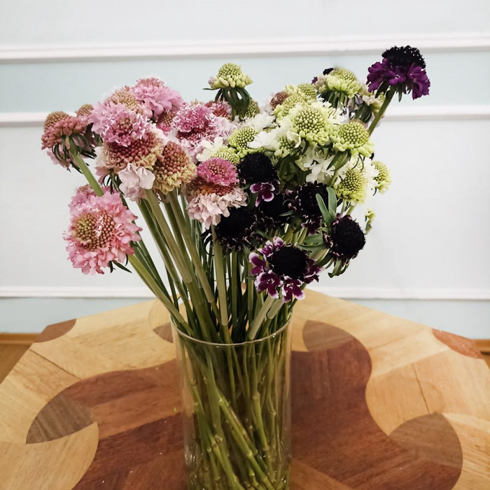 Скобиоза в Сарканде