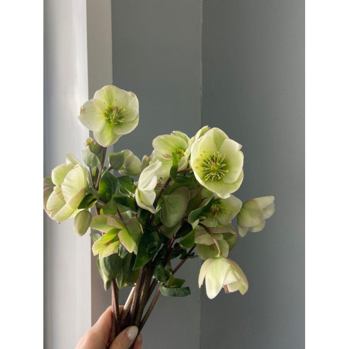 Хелеборус в Сарканде