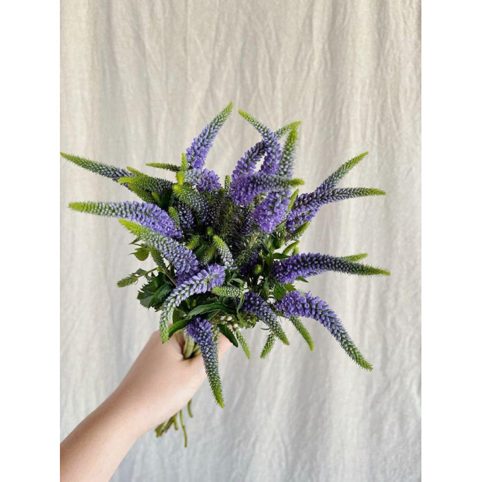 Вероника в Сарканде