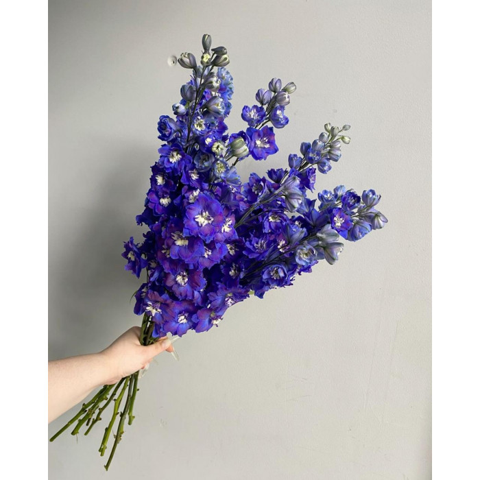 Делфиниум в Сарканде