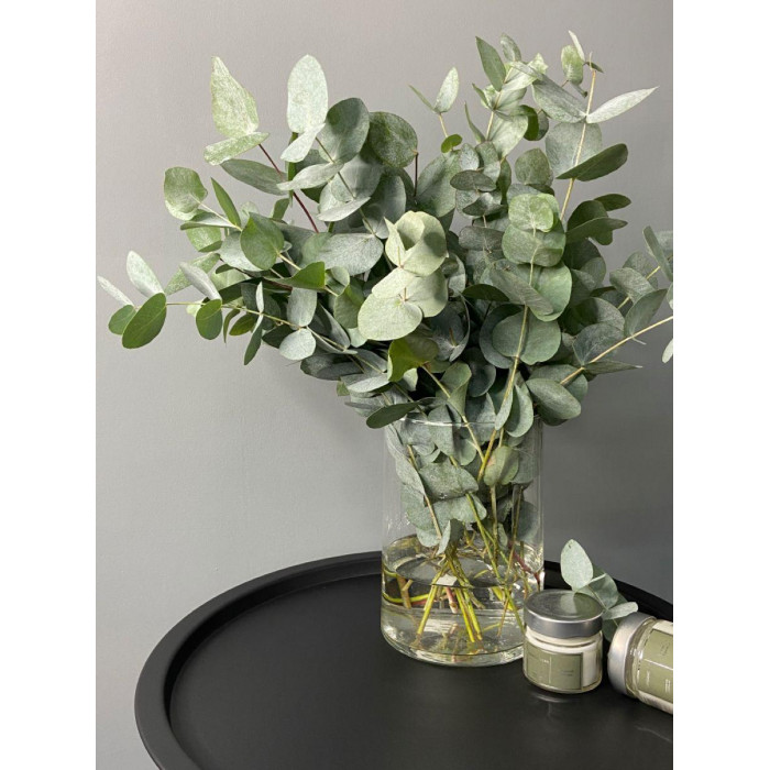 Эвкалипт в Сарканде