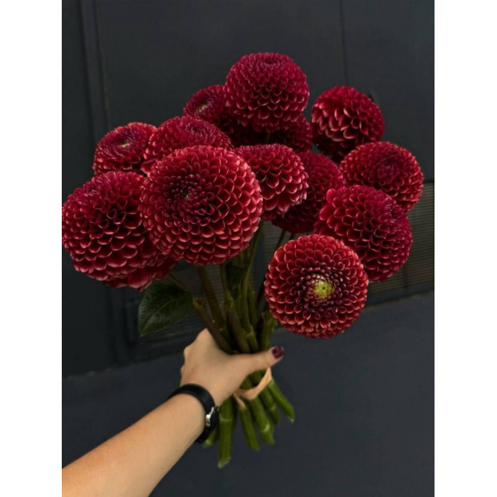 Георгины в Сарканде