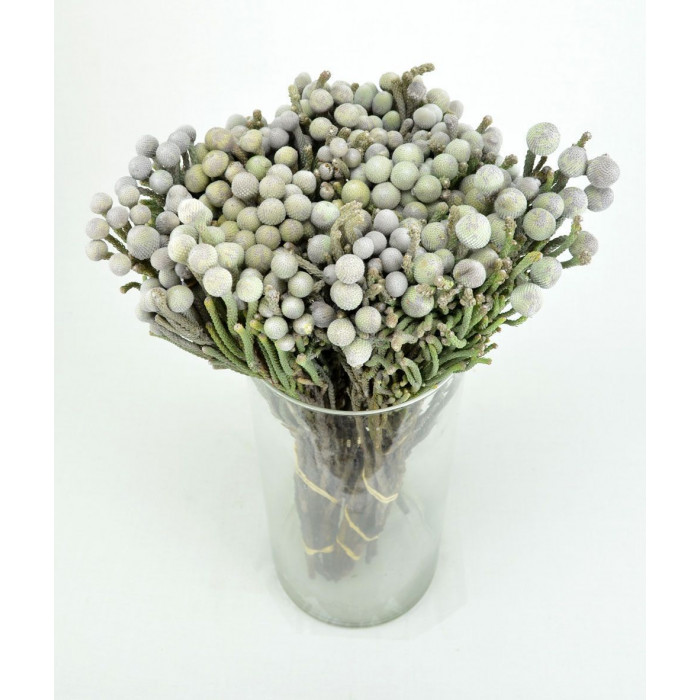 Бруния в Сарканде