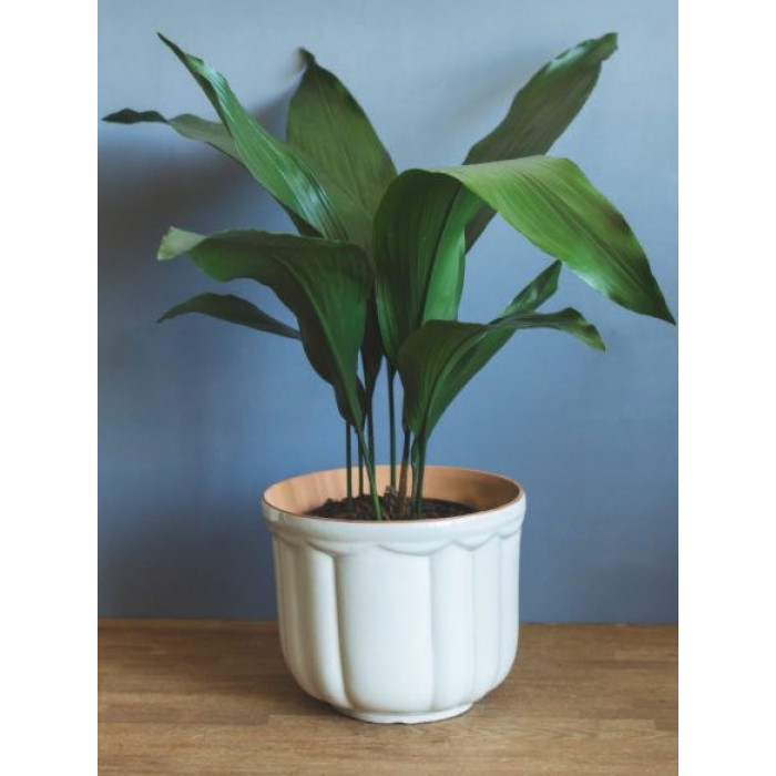 Аспидистра в Сарканде