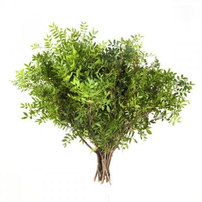 Писташ в Сарканде