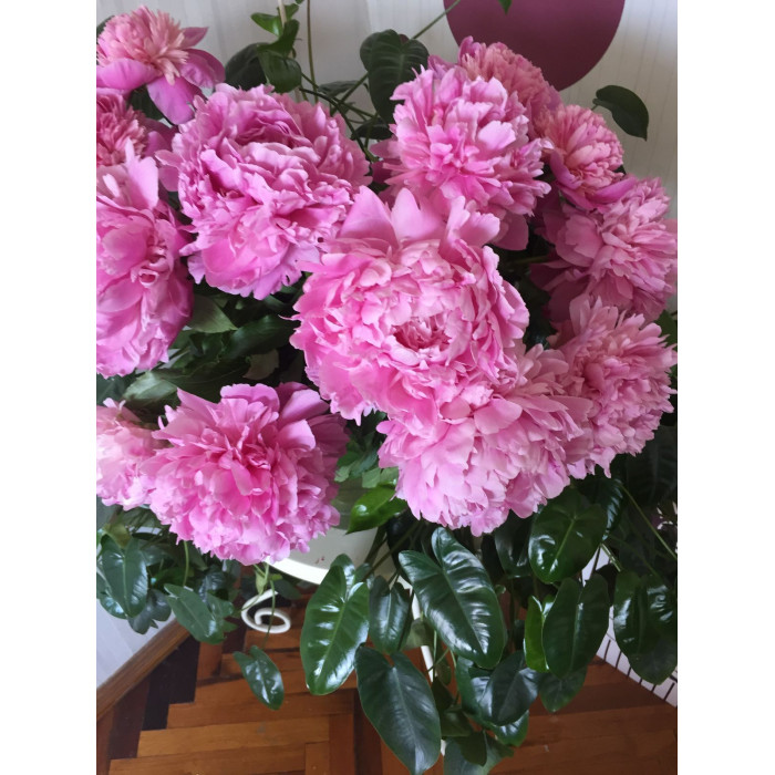 Пион древовидный в Сарканде