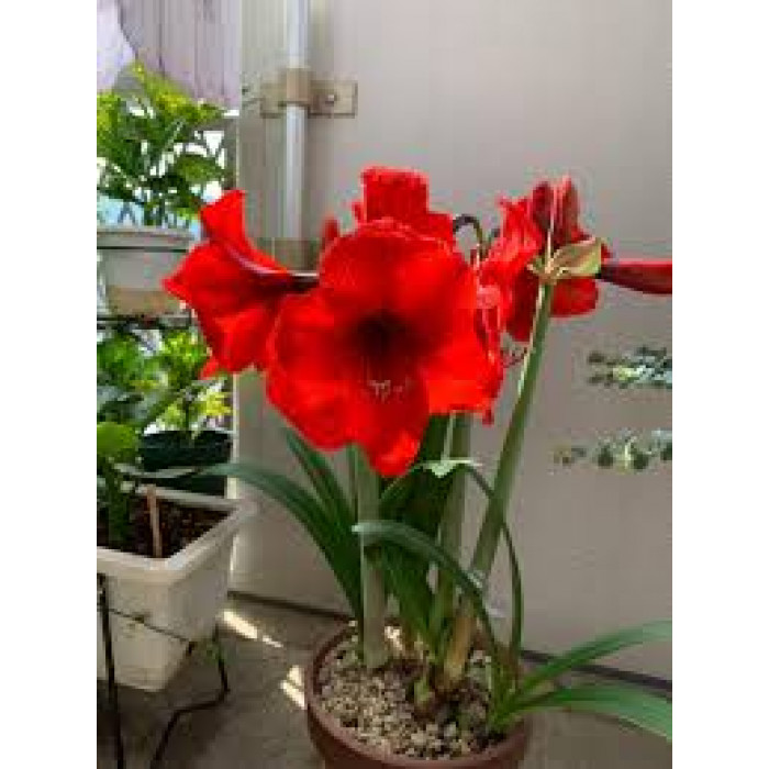 Амариллис в Сарканде