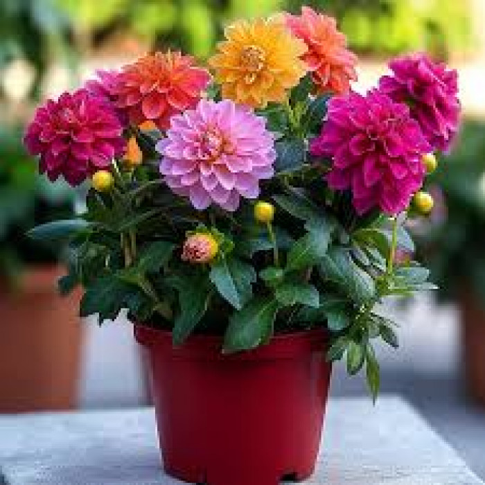 Георгины в Сарканде