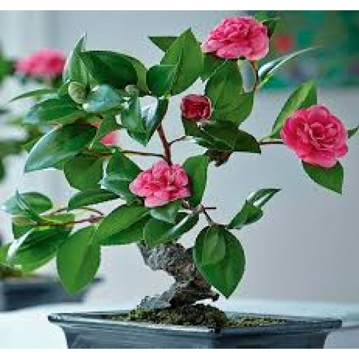 Камелия в Сарканде