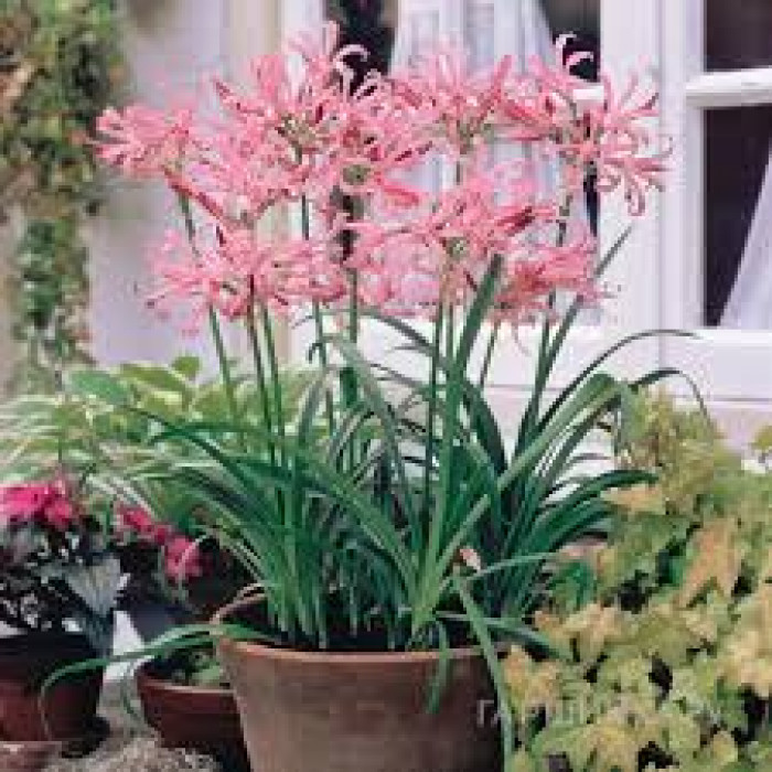 Нерине в Сарканде