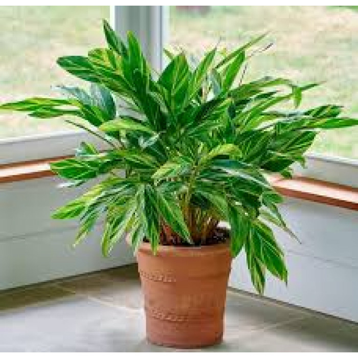 Альпиния в Сарканде