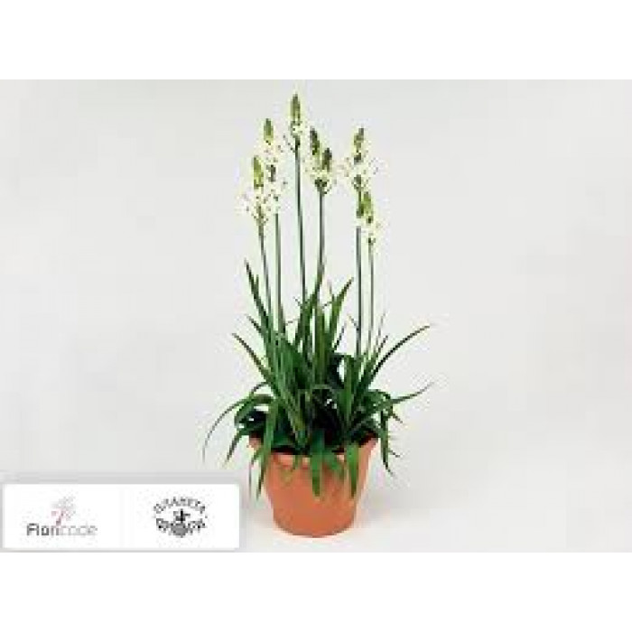 Орнитогалум в Сарканде