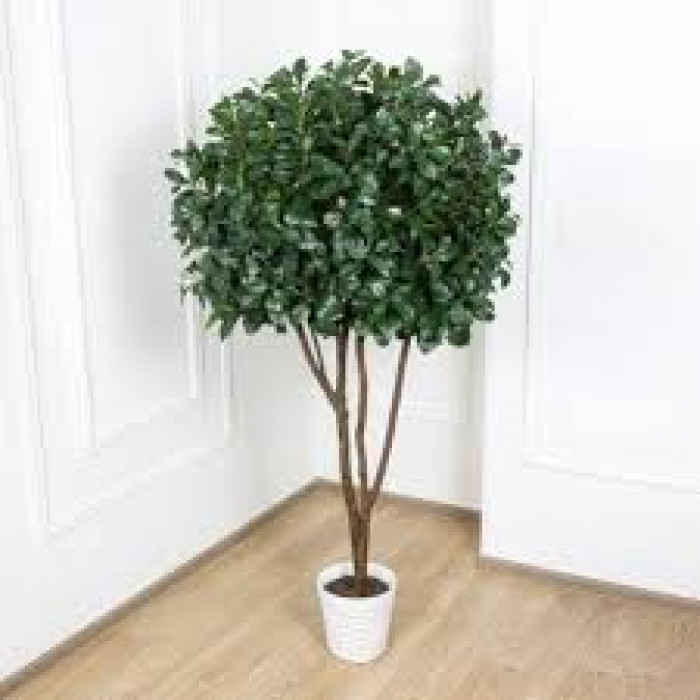 Рускус в Сарканде